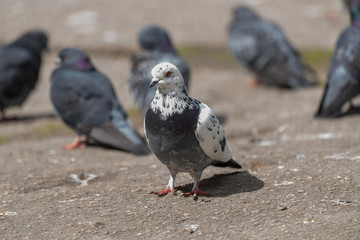 Rock pigeon