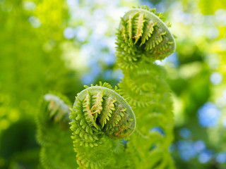 Blooming fern heads close-up on a background of flower beds with blue flowers in blur. The stems...