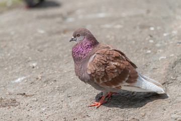 Rock pigeon