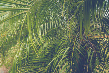 Palm coconut tree on blue sky background with copy space, vintage style, tropical coast.
