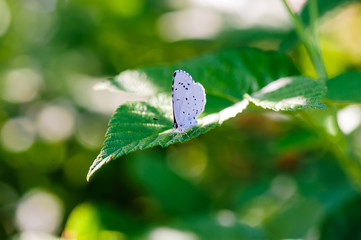 Close up. butterfly on leaf. selective focus. Beautiful