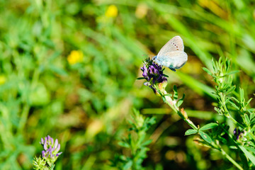 Close up. butterfly on leaf. selective focus. Beautiful