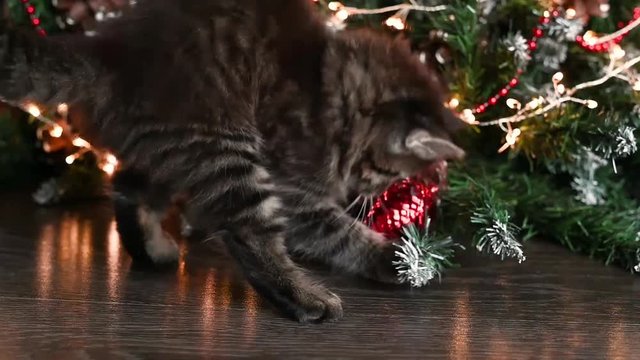 little brown fluffy kitten plays with a red ball near a Christmas tree dressed in golden red decor, Christmas theme