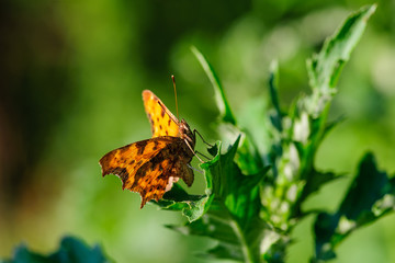 Close up. butterfly on leaf. selective focus. Beautiful