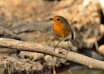 petirrojo posado en una rama con fondo verde (Erithacus rubecula) Marbella Andalucía  España 