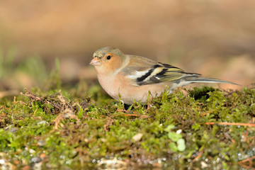 pinzón vulgar en el suelo con musgo (Fringilla coelebs) Marbella Andalucía España 
