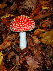 Beautiful red amanita in autumn forest against the background of fallen leaves