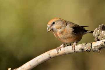 piquituerto macho posado en una rama con musgo (Loxia curvirostra) Marbella Andalucía España 
