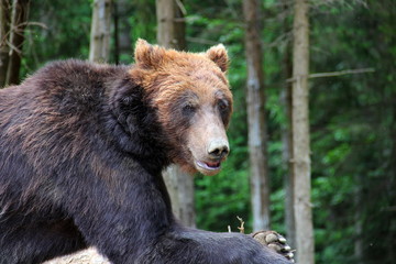 Huge brown bear in thick forest Bear portrait