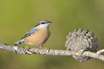 trepador azul posado en una rama con musgo (Sitta europaea) Marbella España	