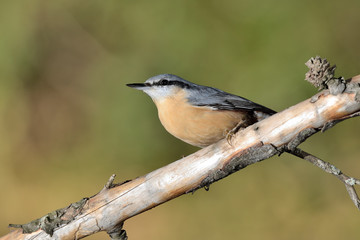 trepador azul posado en una rama con musgo (Sitta europaea) Marbella España	