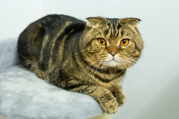 Scottish Fold cat relaxing