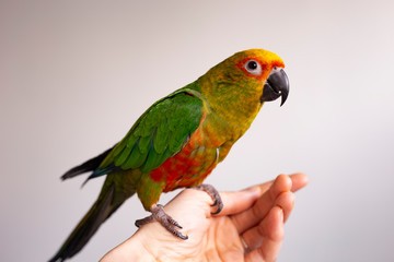 Fototapeta na wymiar parrot on a hand