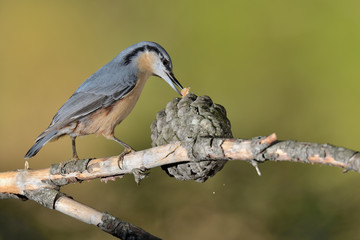 trepador azul posado en una rama con musgo (Sitta europaea) Marbella España  © JOSE ANTONIO
