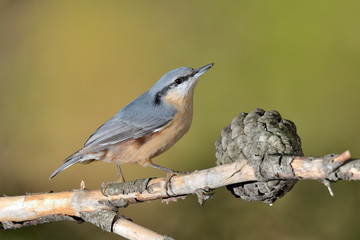 trepador azul posado en una rama con musgo (Sitta europaea) Marbella España	
