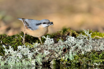 trepador azul posado en una rama con musgo (Sitta europaea) Marbella España	