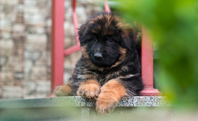 long-haired puppy of a German shepherd on the steps of the house
