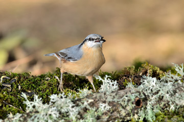 trepador azul posado en una rama con musgo (Sitta europaea) Marbella España	