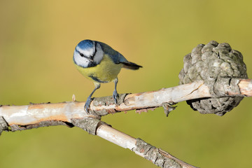 herrerillo común posado en una rama (Cyanistes caeruleus) Marbella Andalucía España