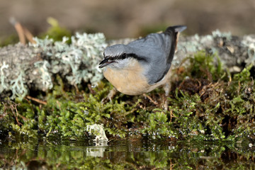 trepador azul posado en una rama con musgo (Sitta europaea) Marbella España	