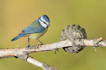 herrerillo común posado en una rama (Cyanistes caeruleus) Marbella Andalucía España