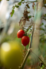 Two red cherry tomatoes in a greenhouse