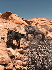 Goats eating in Petra -Jordan