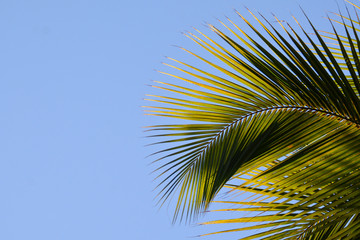 palm leaves over the blue sky