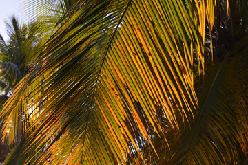 rusty palm leaves under the sun