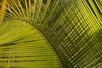 palm leaves, under the sun, as a background
