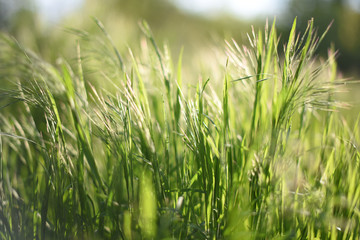 
tall green grass close-up. selective focus