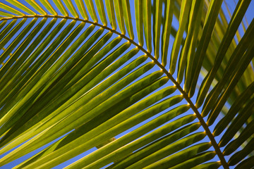 curved palm leaf as a background
