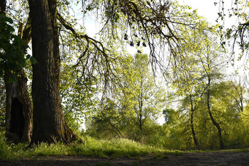 
Green forest glade in spring. juicy greens.