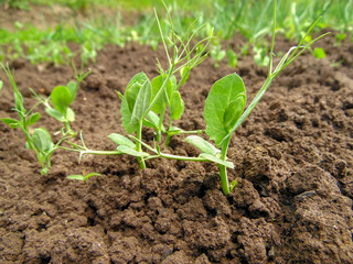 sprouting of sprouts of peas on a background of a bed
