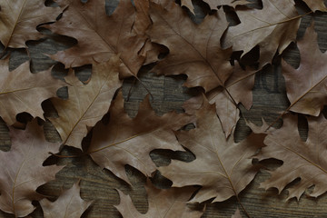 dry oak leaves. interior photo. autumn concept