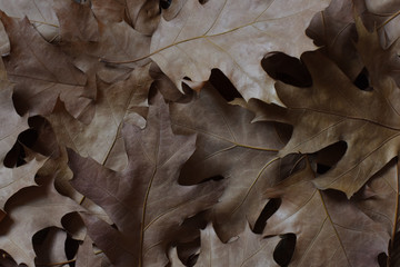 dry oak leaves. interior photo. autumn concept