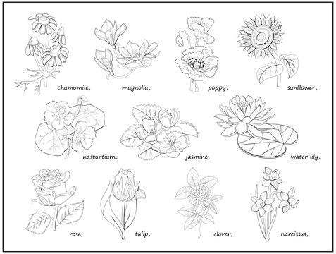 Set of black and white illustrations with different flowers for coloring book. Worksheet for children and adults. Printable template for kids school textbook. Hand-drawn vector. Page for encyclopedia.