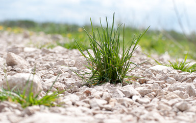 a tuft of green grass makes its way out of the rubble-strewn road. green young juicy grass. blurred...