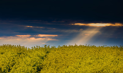 Kwitnące Rzepakowe Pola Warmii - Polska © Wojciech Lisiński