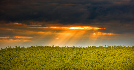 Kwitnące Rzepakowe Pola Warmii - Polska © Wojciech Lisiński