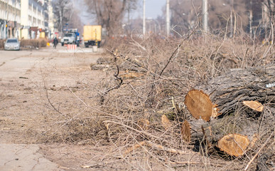 view of dry branches and fallen trees on the sidewalk of a city street against the background of...