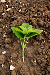 Melissa leaves or lemon balm on brown background. Fresh mint herb leaf close up. Melissa leaves isolated on the ground. 