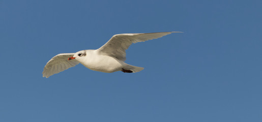 seagull in flight against blue sky