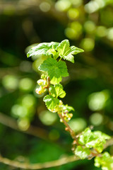 blackcurrant branch with young leaves in the sun in spring
