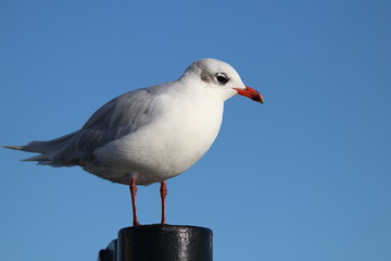 seagull on a post