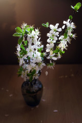 young cherry flowers in a vase