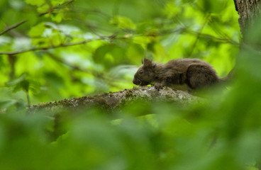 eichhörnchen, tier, nager, natur, wild lebende tiere, säugetier, baum, wild, streifenhörnchen, 