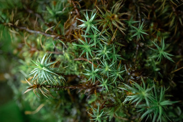 forest moss with beautiful leaves