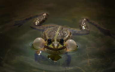 Big frog in the wildness 