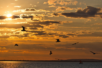 seagulls at sunset